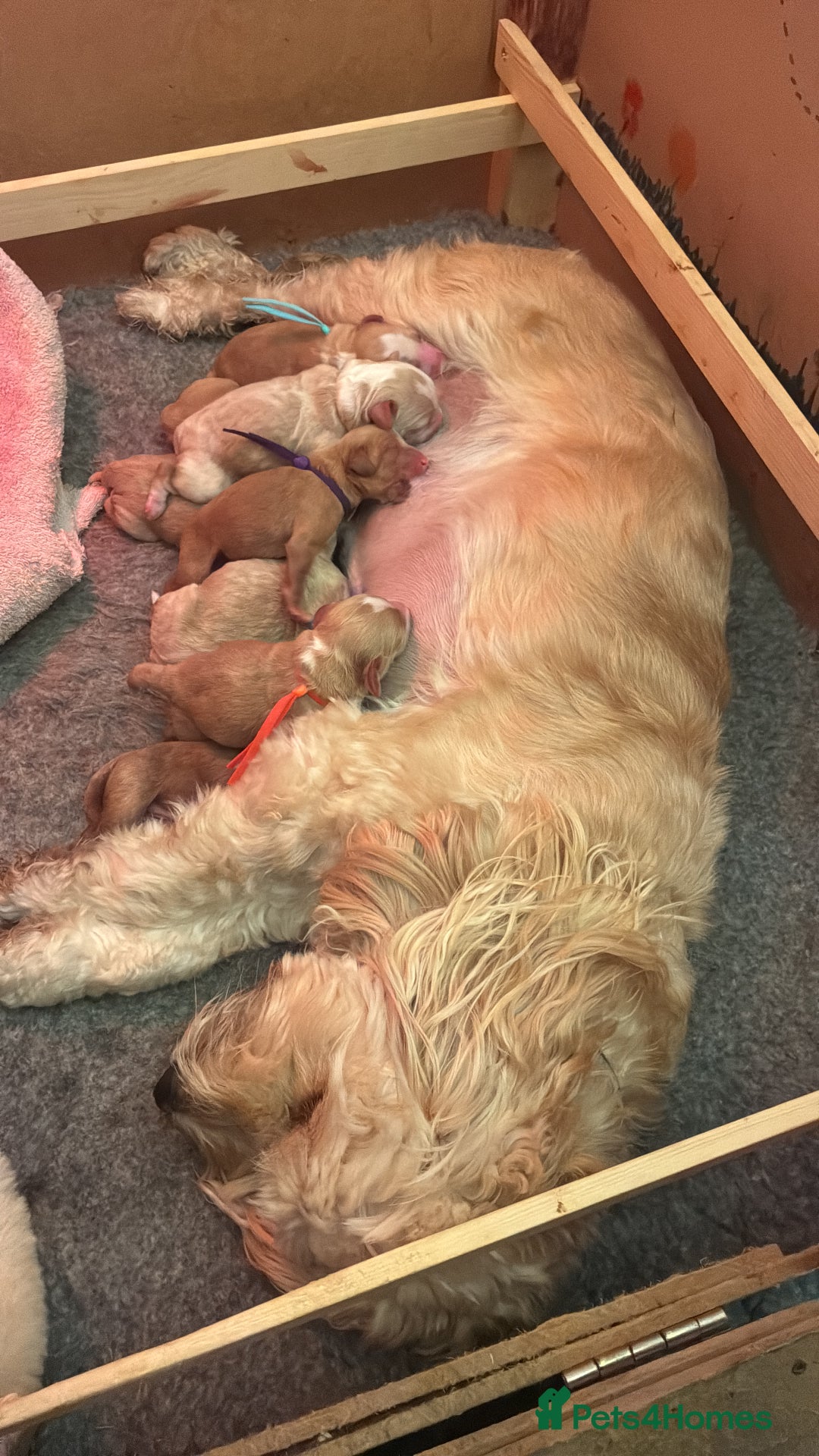 Australian Labradoodle dogs for sale: Australian Labradoodle, exceptional homes only - Advert 12