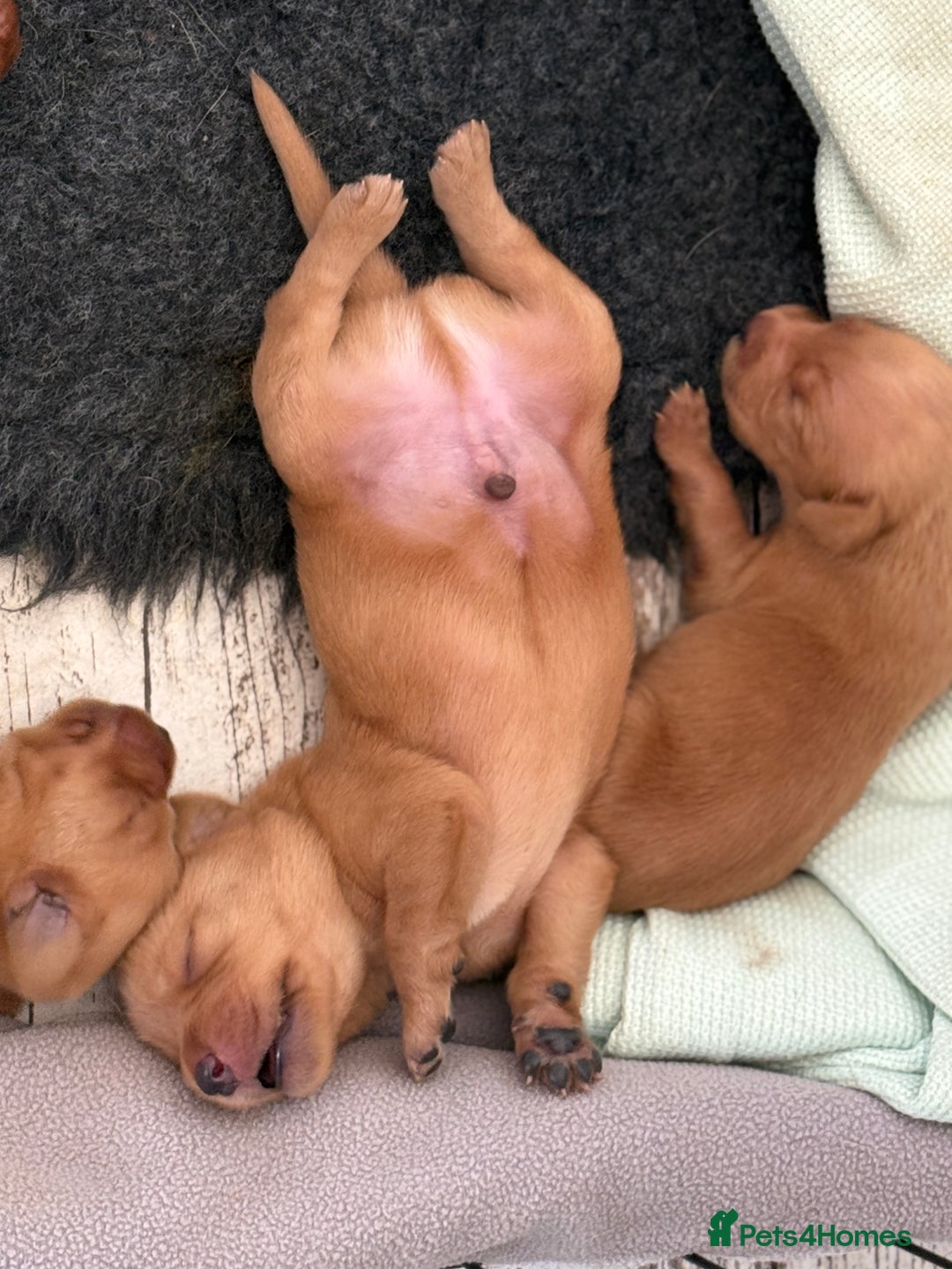 Labrador Retriever dogs for sale: Fox Red Labradors - Image 10