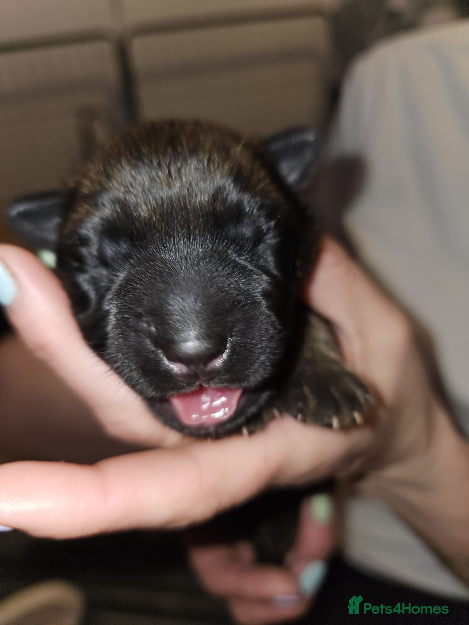 Belgian Shepherd Dog dogs for sale: Belgian Malinois Puppies for Sale (Working Line) - Advert 21