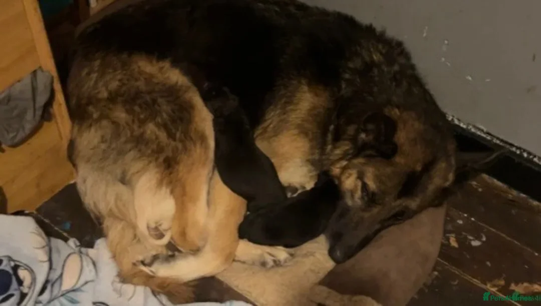 Shepsky dogs for sale: Shepsky - Advert 9