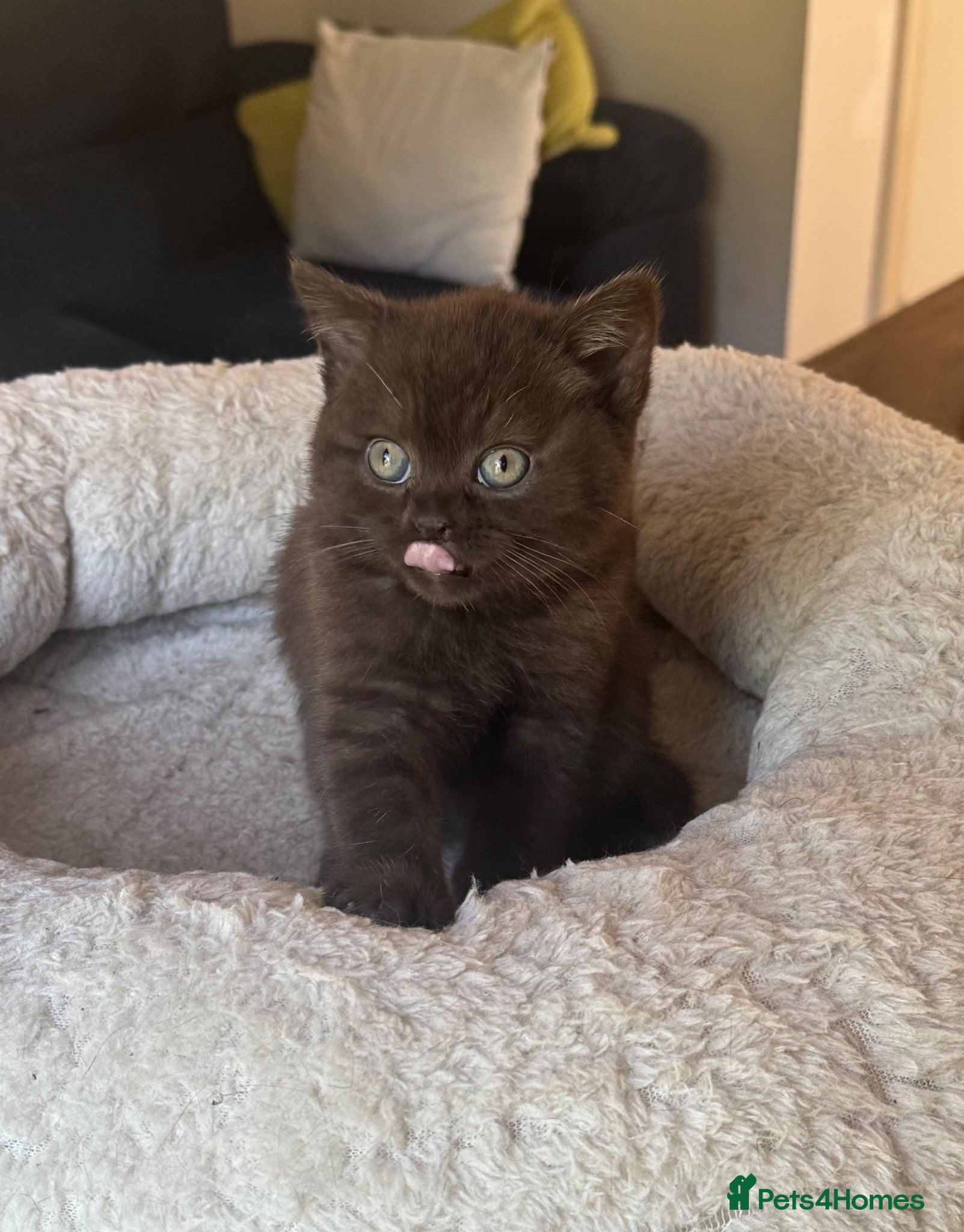 British Shorthair cats ⭐️🇬🇧🍫chocolate girl , ready soon, GCCF REG  - Advert 14
