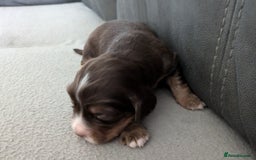 Cocker Spaniel dogs for sale: Chocolate/Chocolate Tan working cocker pups - Advert 25