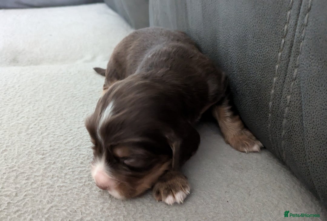 Cocker Spaniel dogs for sale: Chocolate/Chocolate Tan working cocker pups - Advert 25