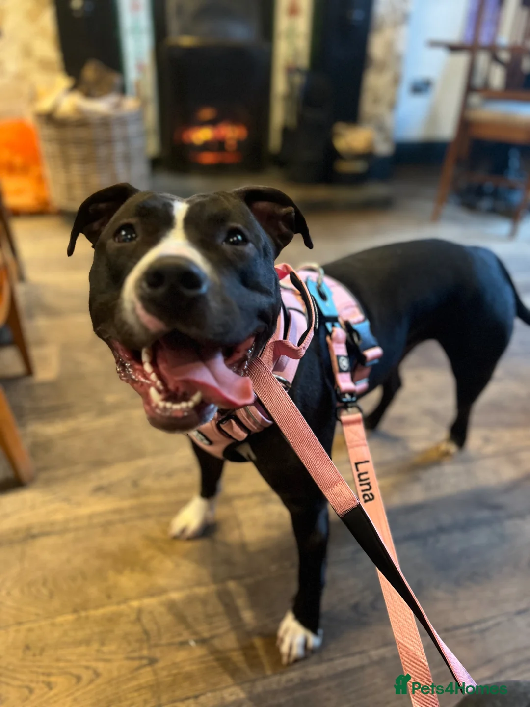 Mixed Breed dogs for sale: In need of a new loving family.  - Advert 2