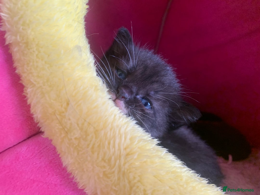 Domestic Shorthair cats for sale: Tabby kittens for sale - Image 13