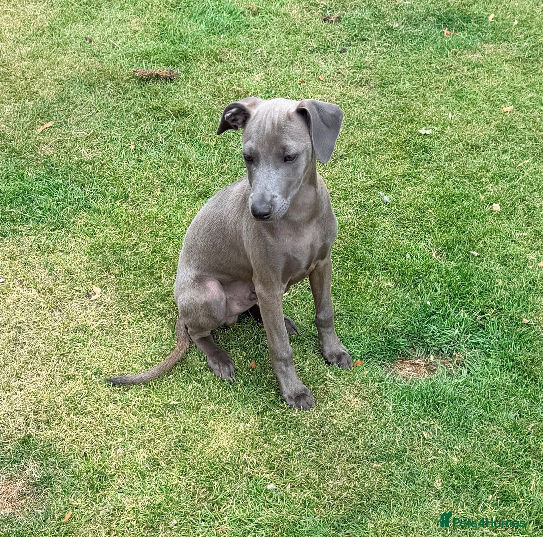 Lurcher dogs STUNNING Isabella Blue Mini Lurcher, Lead Candy! - Advert 2