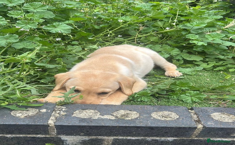 Labrador Retriever dogs - Advert 2