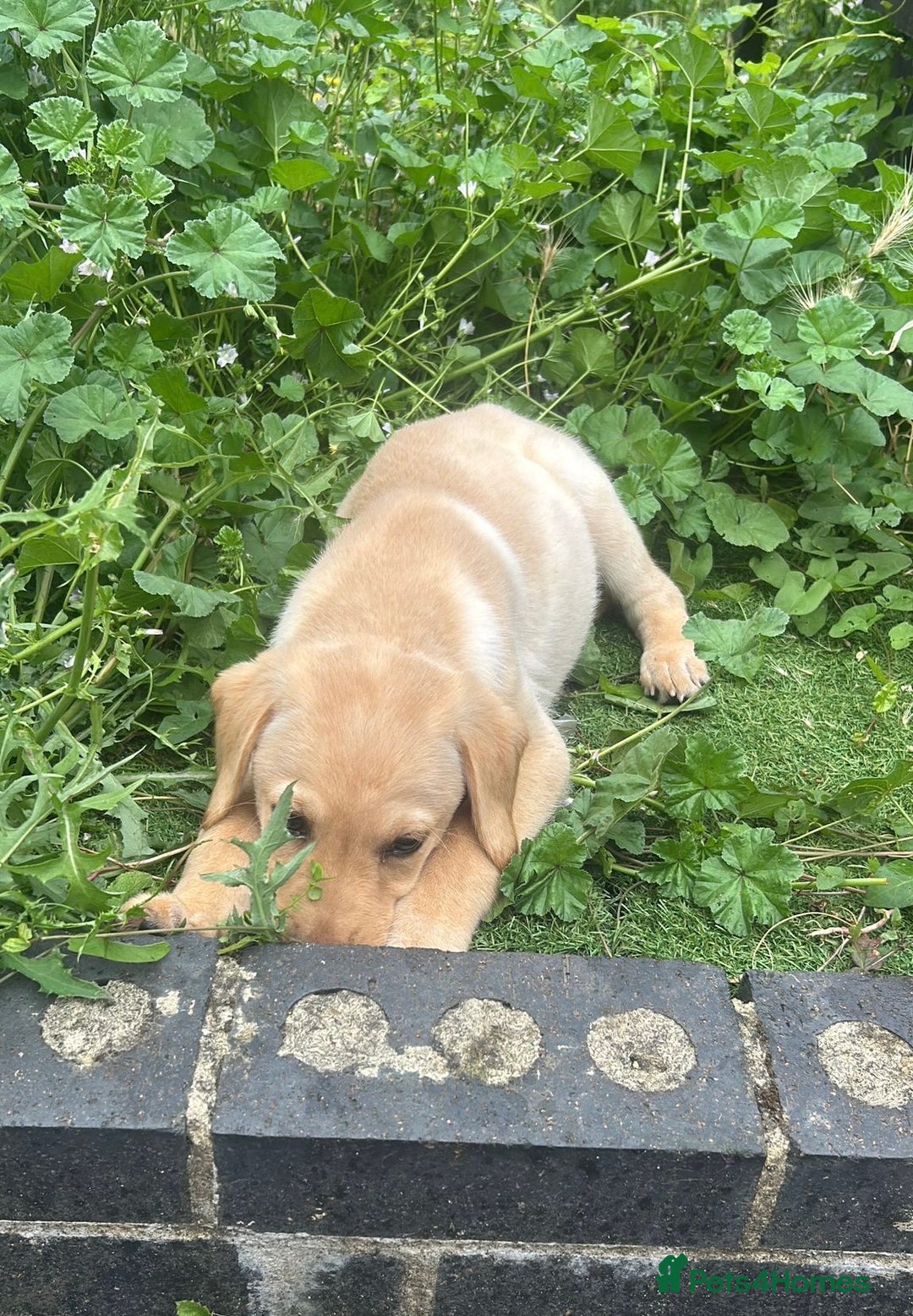 Labrador Retriever dogs for sale: Labrador retriever puppy - Image 1