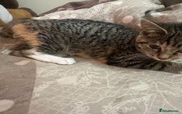 Mixed Breed cats for sale: Olivia  - Image 3