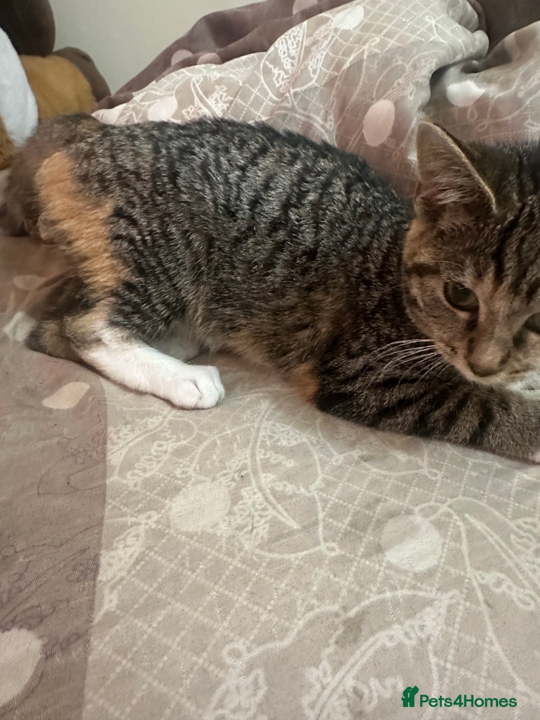 Mixed Breed cats for sale: Olivia  - Image 3