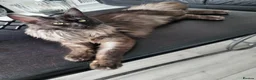 Maine Coon cats for sale: Beautiful Black smoke ACTIVE Maine coon  - Advert 6