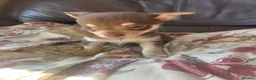Chihuahua dogs for sale: 5 Beautiful Chihuahua Puppies For Sale  - Advert 5