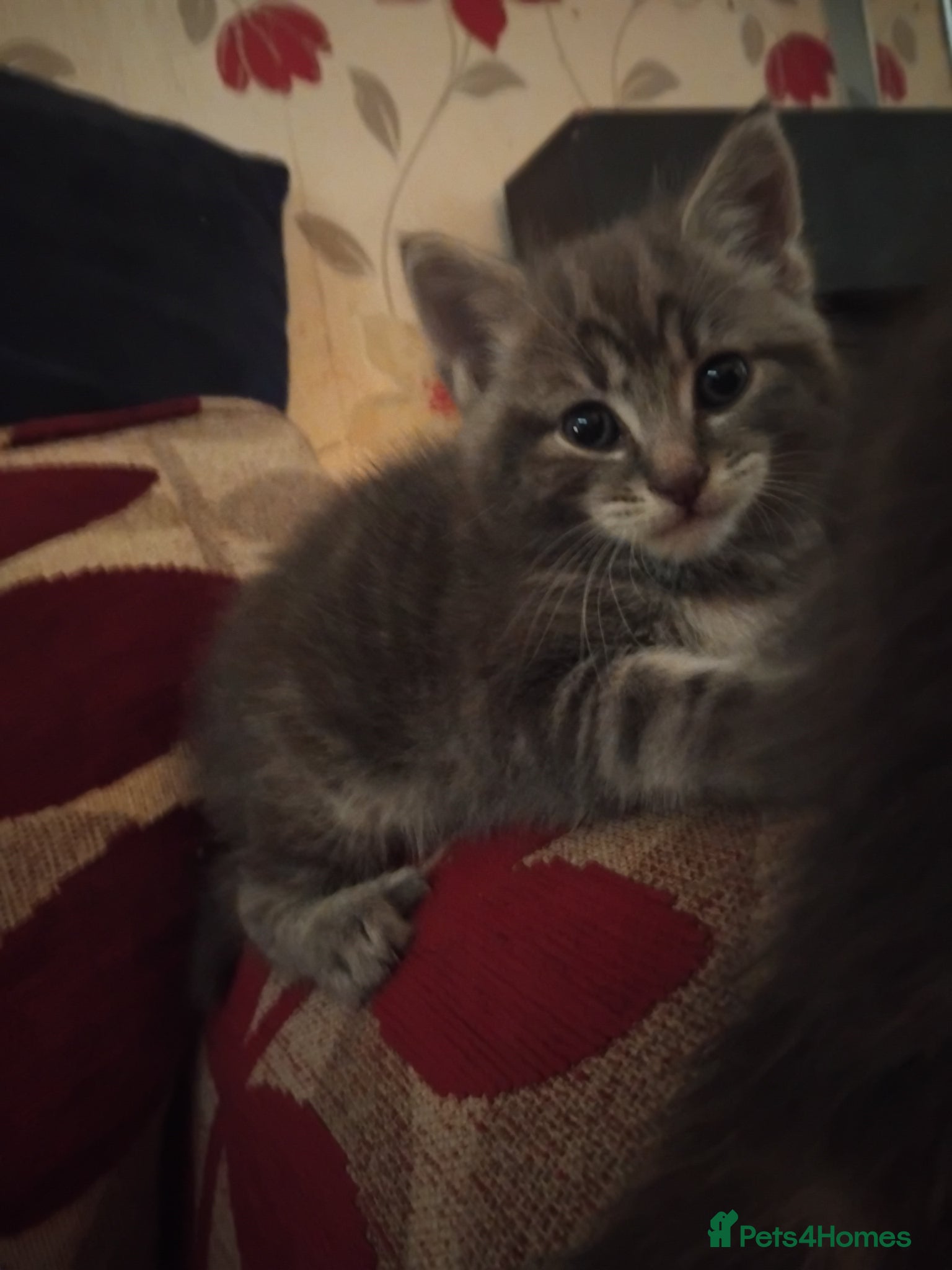 Mixed Breed cats 5 week old beautiful fluffy babies.  - Advert 16