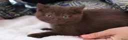 British Shorthair cats for sale: Ready Stunning Chocolate Champion bloodline BSH - Advert 39