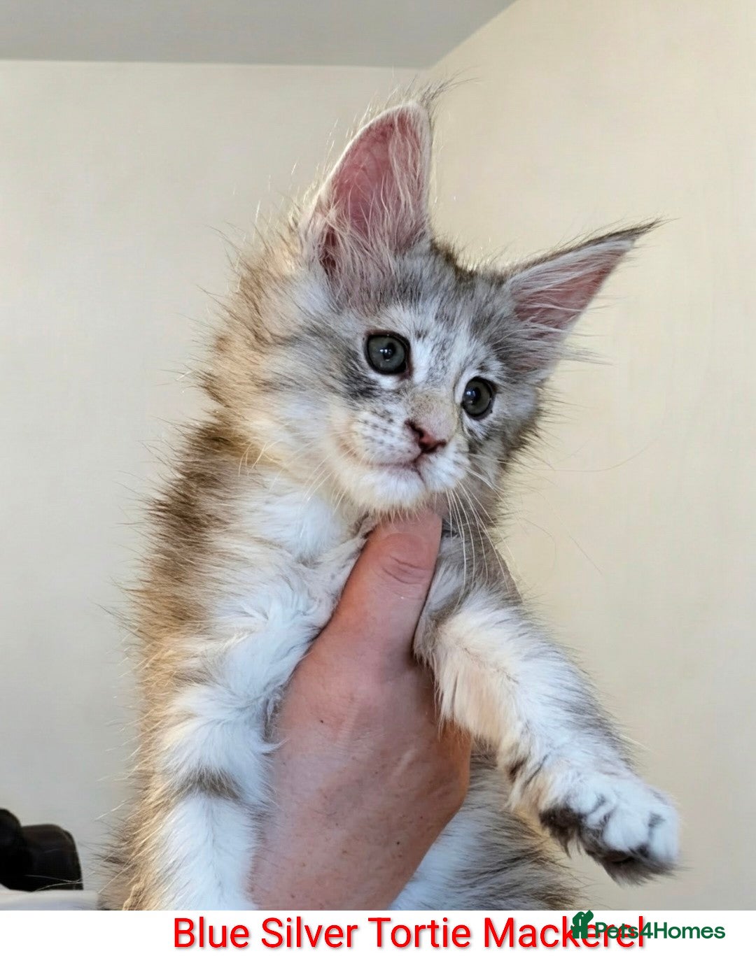 Maine Coon cats Champion Line Female Maine Coon Kittens  - Advert 13