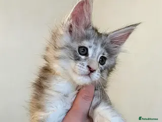 Maine Coon cats Champion Line Female Maine Coon Kittens - Advert 13