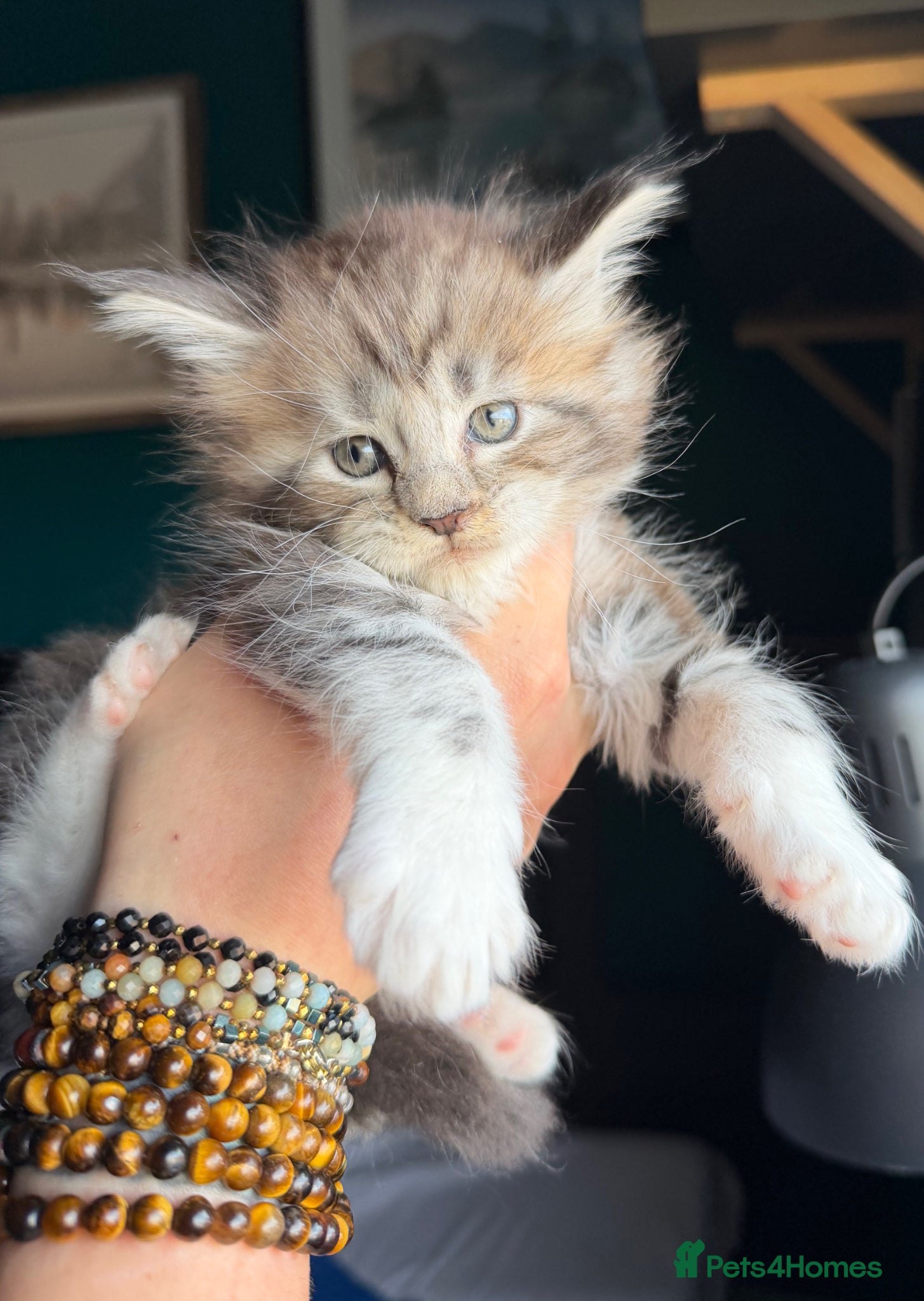 Maine Coon cats Maine Coons with Tests, Papers, Vet Checks & Vacc. - Advert 18