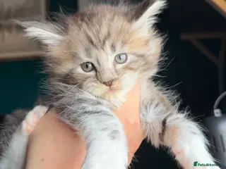 Maine Coon cats Maine Coons with Tests, Papers, Vet Checks & Vacc. - Advert 18