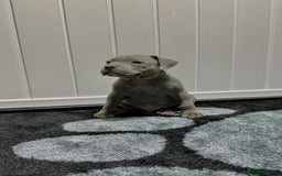 Staffordshire Bull Terrier dogs for sale: Blue Staffordshire Bull Terrier Champion Pups  - Image 8