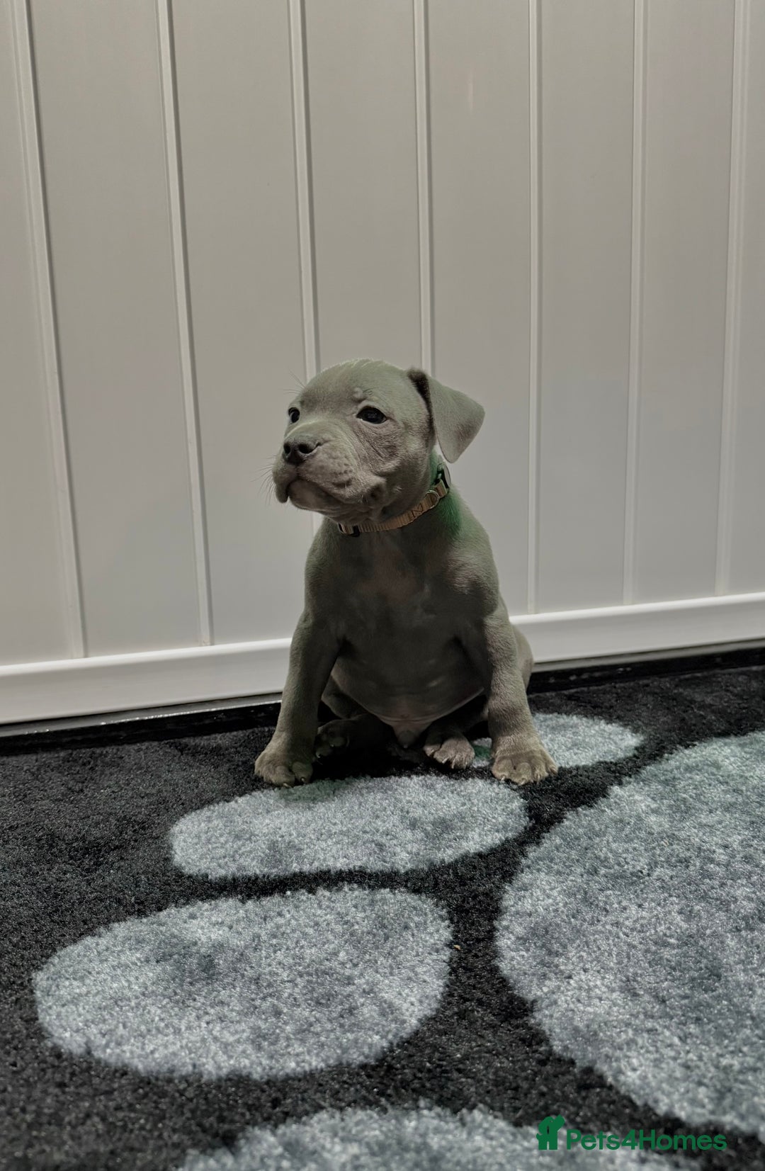 Staffordshire Bull Terrier dogs for sale: Blue Staffordshire Bull Terrier Champion Pups  - Image 8