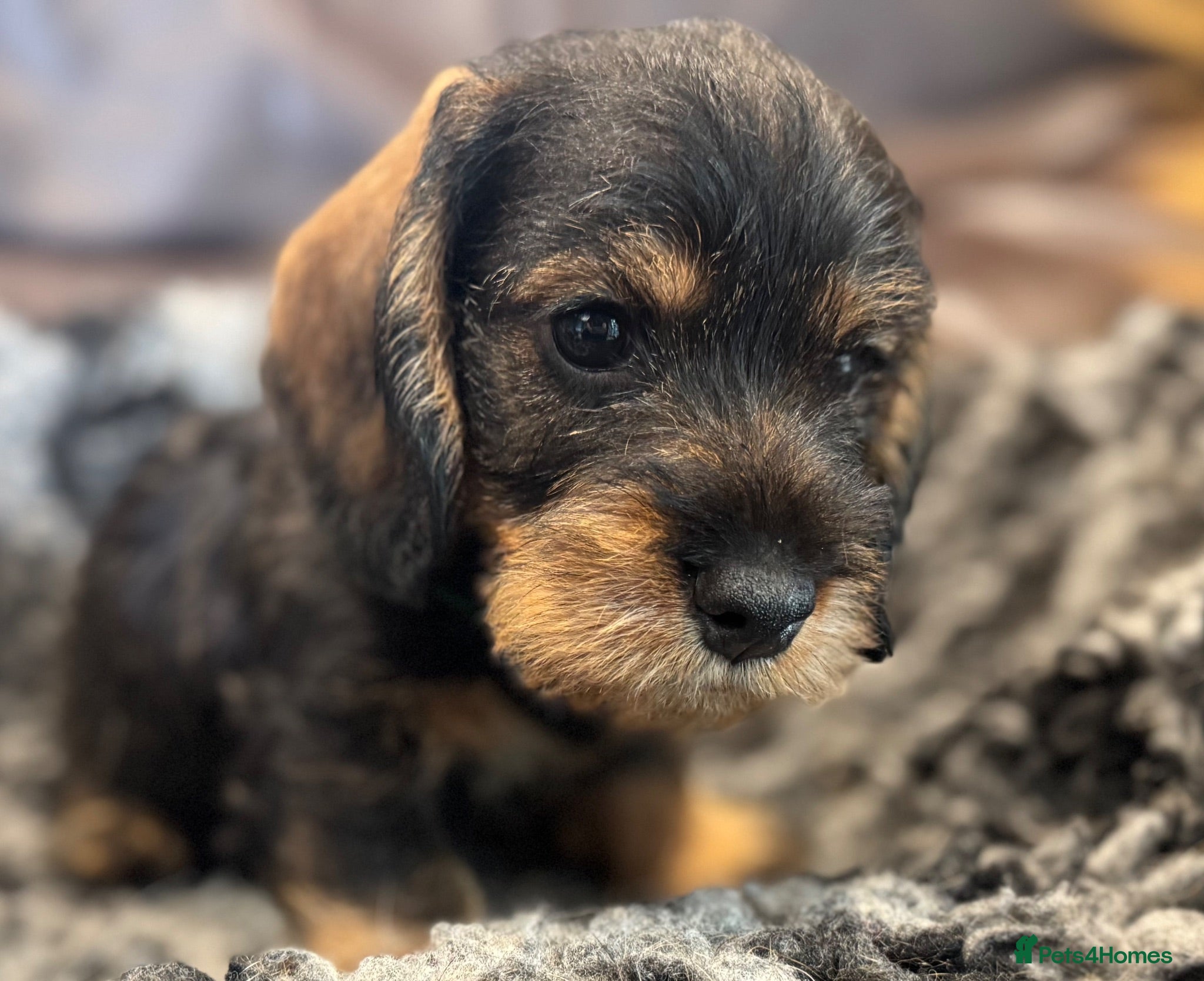 Dachshund dogs Stunning Kc standard wirehaired  - Advert 15