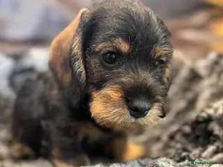 Dachshund dogs Stunning Kc standard wirehaired - Advert 15