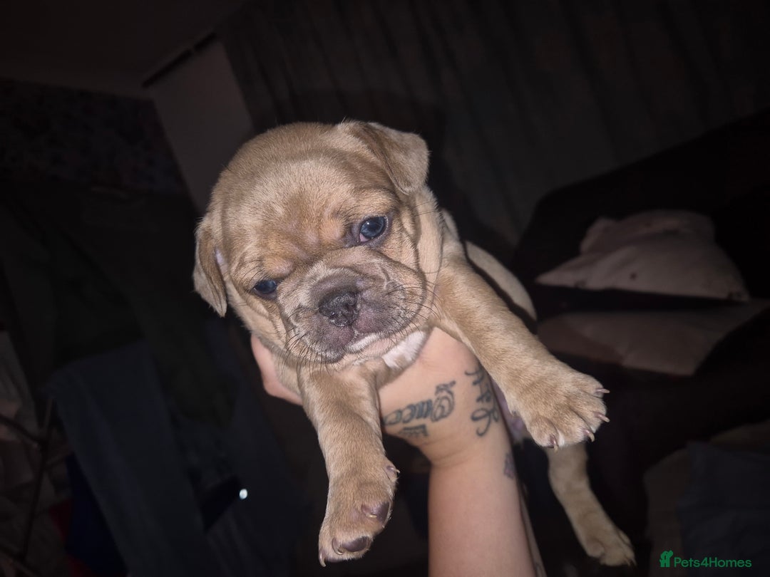 French Bulldog dogs for sale: French bulldogs - Image 1