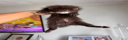 Ferret rodents for sale: FullangoraHob/1semiAngoraJill silver/2sableFullJil - Advert 15