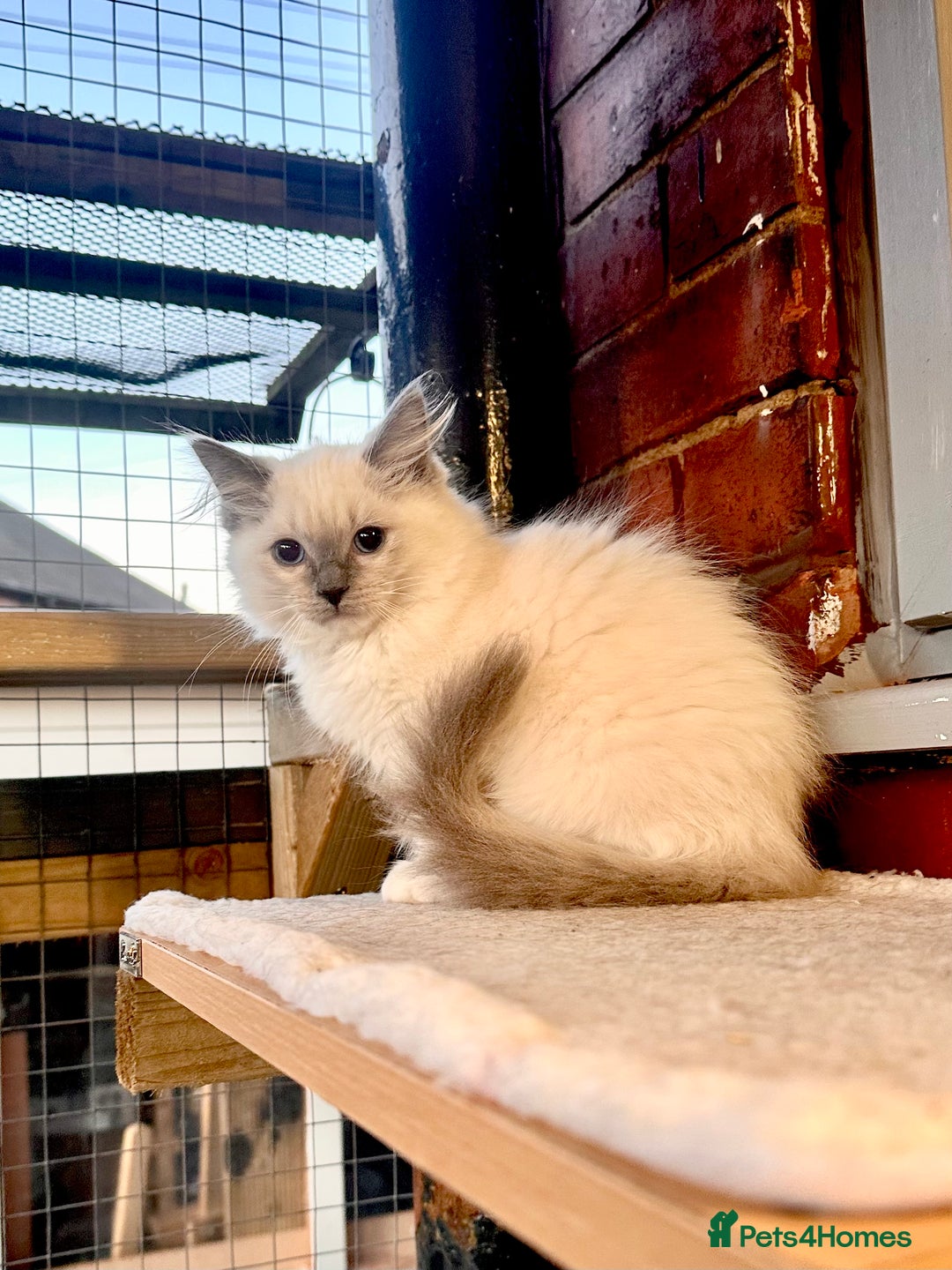 Ragdoll cats for sale: traditional Mitted ragdoll’s - Advert 6