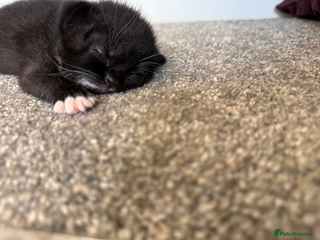 Mixed Breed cats for sale: 🐾 Half British Shorthair Kittens Available! 🐾 - Image 26