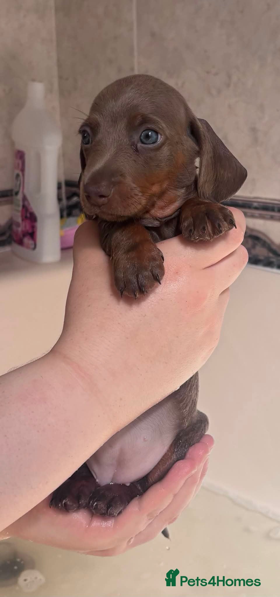 Miniature Dachshund dogs Ready now - Advert 1