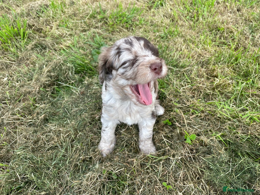 Sproodle dogs for sale: Sproodle Puppy 3 - 💥 Rare Gorgeous Chocolate Merle Sproodles 🐶 - Image 29