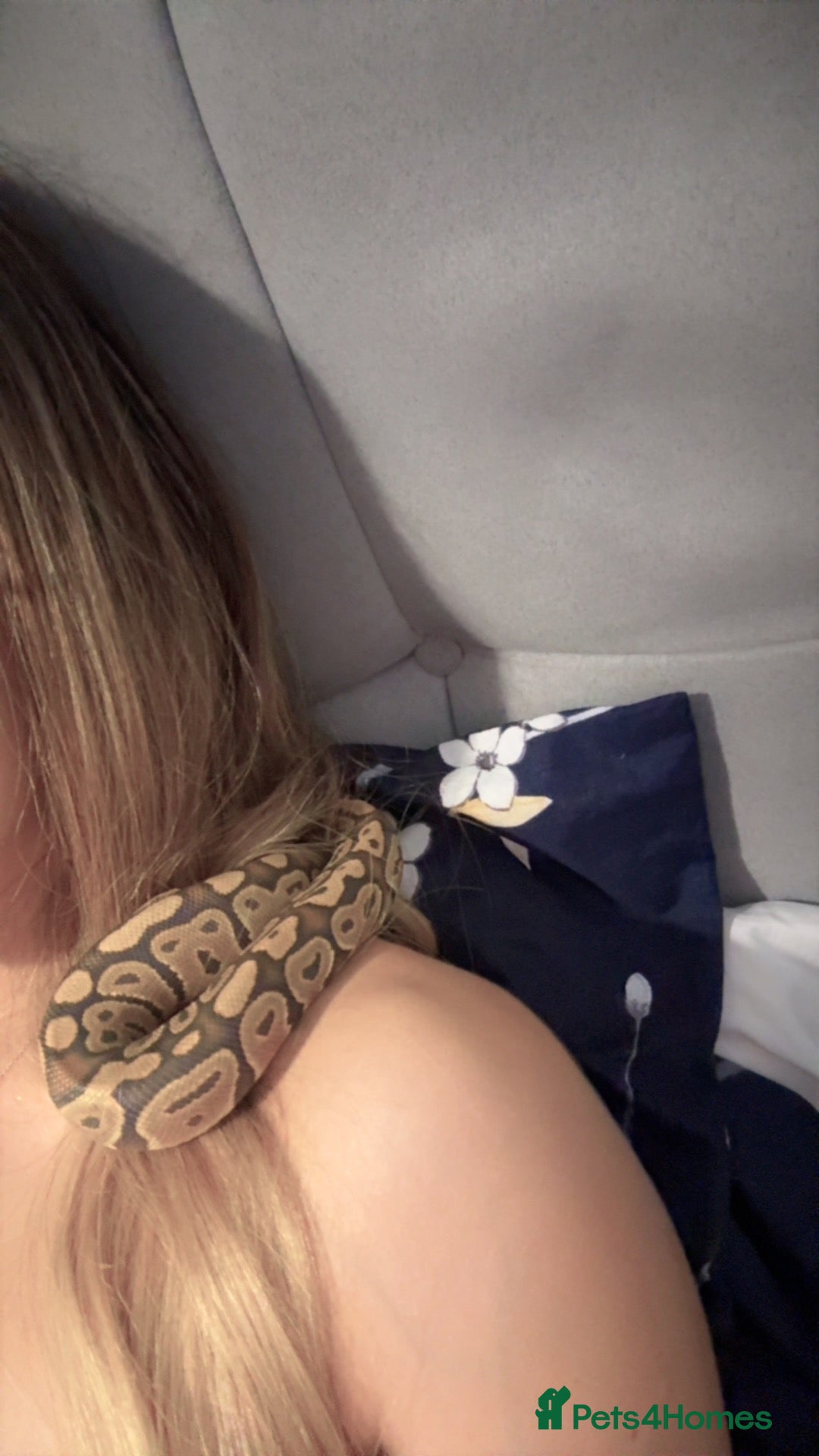 Python Snake reptiles Ball python  - Advert 2