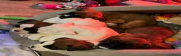 Boxer dogs for sale: Beautiful boxer puppys in Rotherham - Advert 23