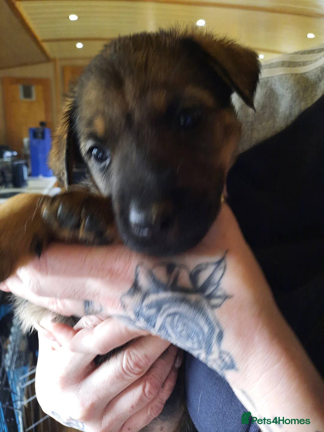 Mixed Breed dogs for sale: Rottweiler X German Shepherd Puppies  in Bristol - Advert 17