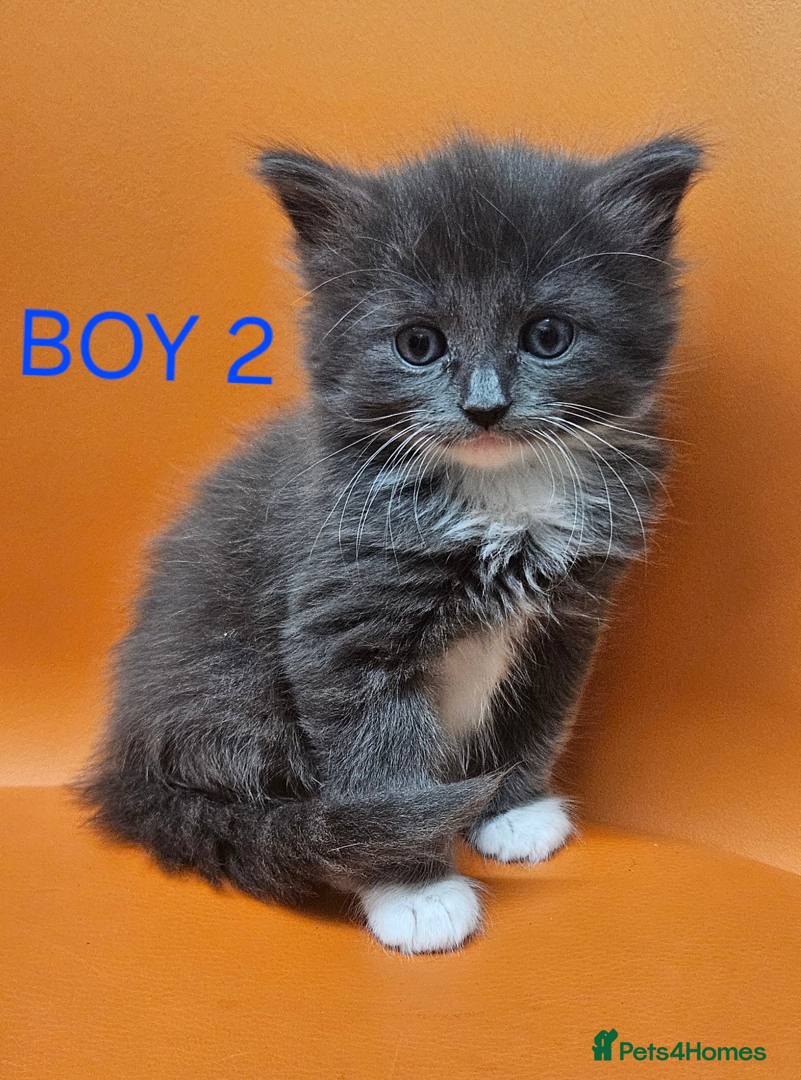 Mixed Breed cats Beautiful Kittens Looking for a Loving Home!! - Advert 2