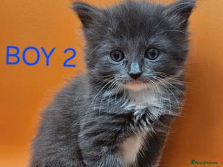 Mixed Breed cats Beautiful Kittens Looking for a Loving Home!! - Advert 5