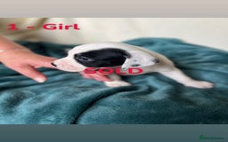 Mixed Breed dogs for sale: Old Tyme English Bulldog x Sproodle Puppies - Image 35
