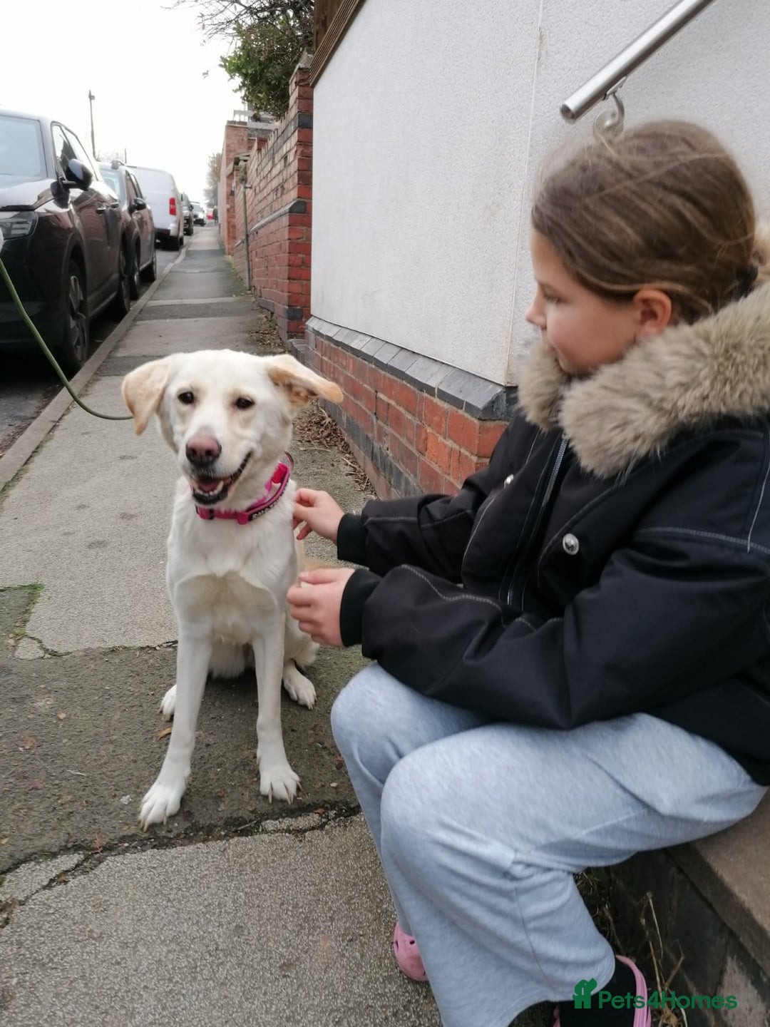 Mixed Breed dogs for adoption: ❤️🐶 HONEY – Gentle Labrador Cross Girl ❤️🐶 - Advert 18