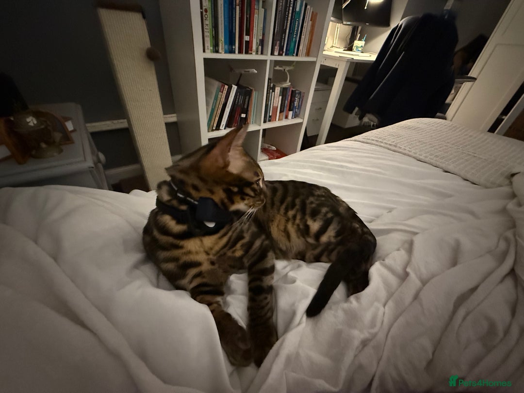 Bengal cats for stud: Stunning Bengal for stud - Advert 15