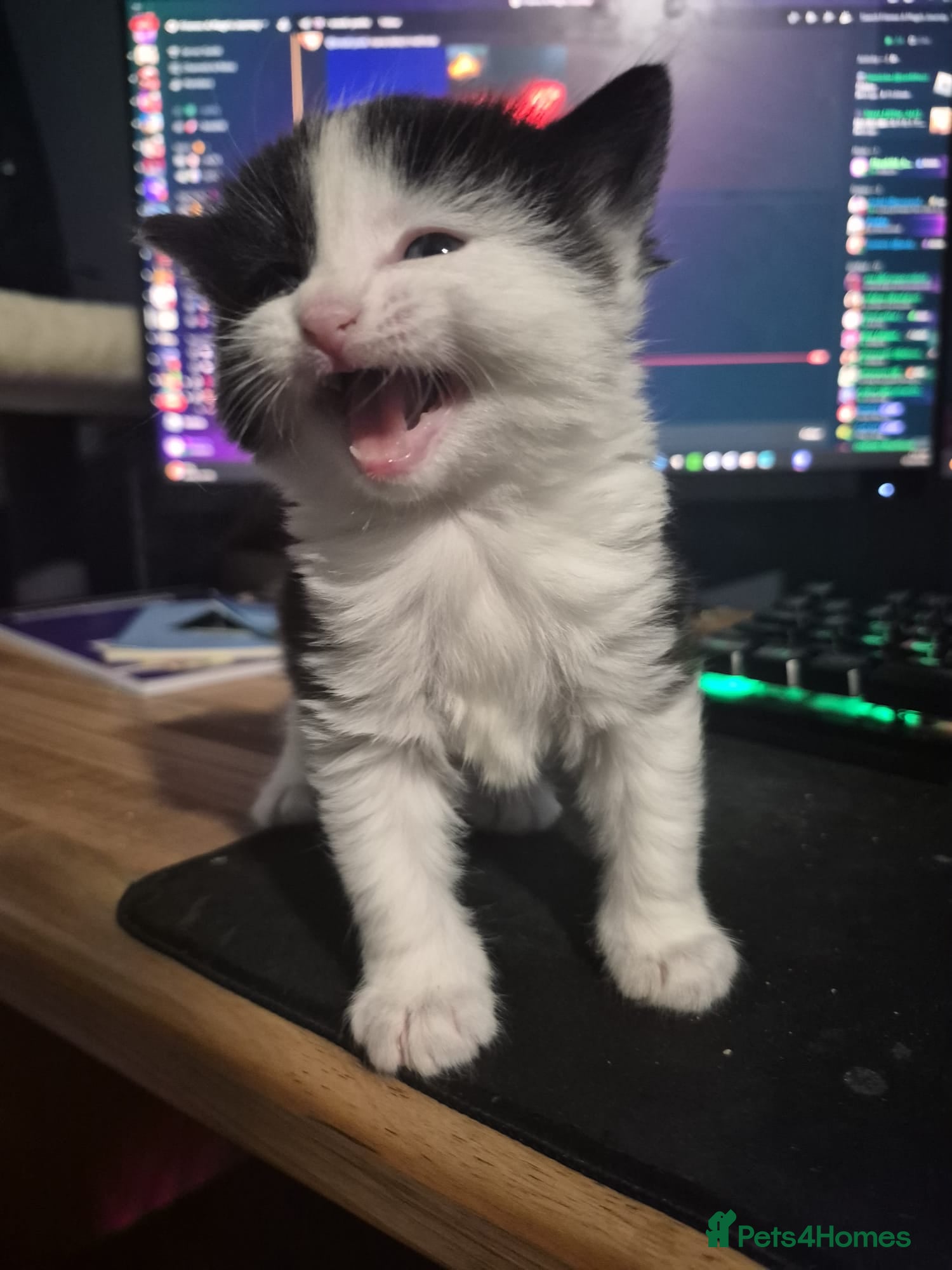 Mixed Breed cats for sale: 3 beautiful kittens - Advert 7