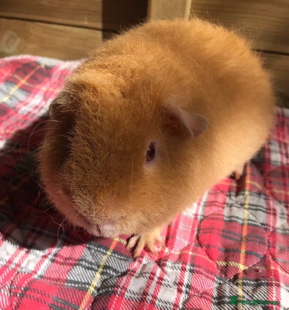 Guinea Pig rodents Pedigree and Pet Boar Pigs - Advert 2