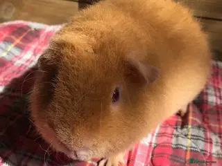 Guinea Pig rodents Pedigree and Pet Boar Pigs - Advert 2