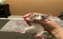 Rat rodents for sale: Baby Fancy/Dumbo/naked and Rex Rats available Hull - Image 2