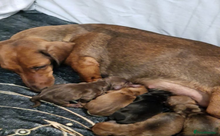 Miniature Dachshund dogs - Advert 4
