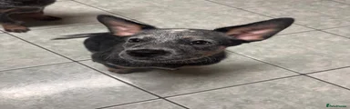 Puppy 2 ( Female)
