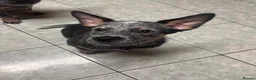 Australian Cattle Dog dogs for sale: 2 Beautiful Australian Cattle Dogs(1Male/1 Female) in Harlow - Advert 5