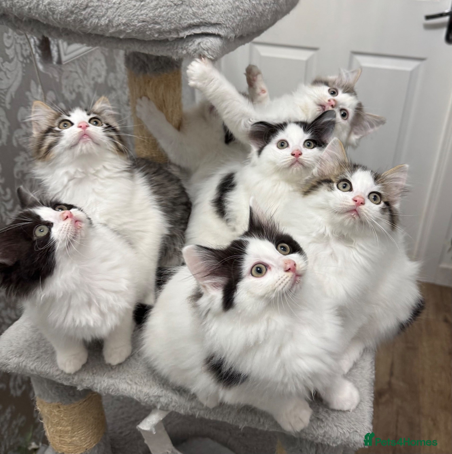 Mixed Breed cats for sale: Beautiful Ragdoll Kittens  - Advert 1