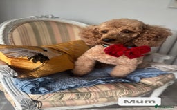 Miniature Poodle dogs for sale: Beautiful red miniature poodle KC Registered  - Image 17