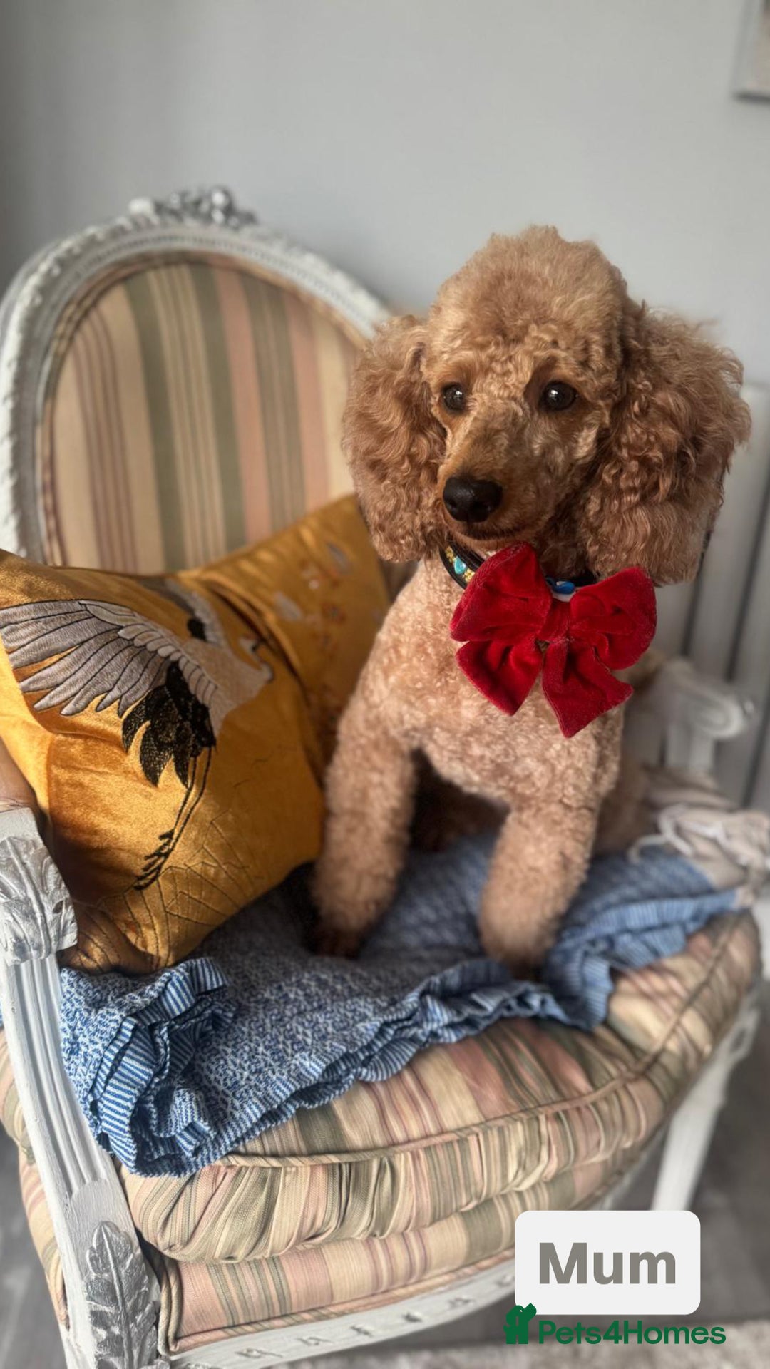 Miniature Poodle dogs for sale: Beautiful red miniature poodle KC Registered  - Image 17